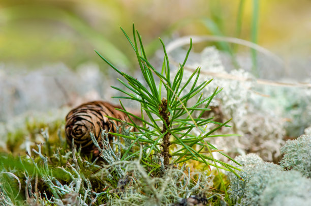 植物廊架