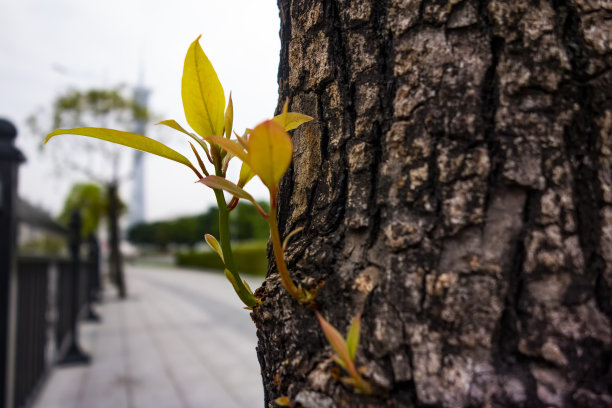 木老芽