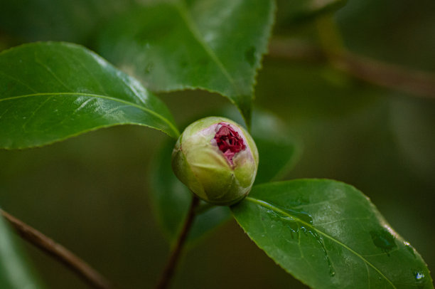 红色茶花