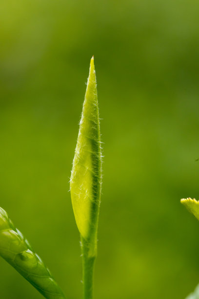 茶园绿茶春茶茶叶