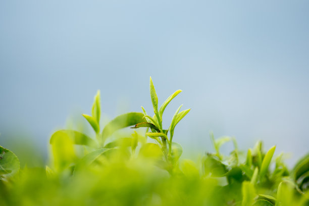 茶园绿茶春茶茶叶