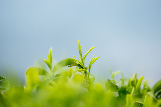 茶园 茶叶 绿茶 绿色 植物 