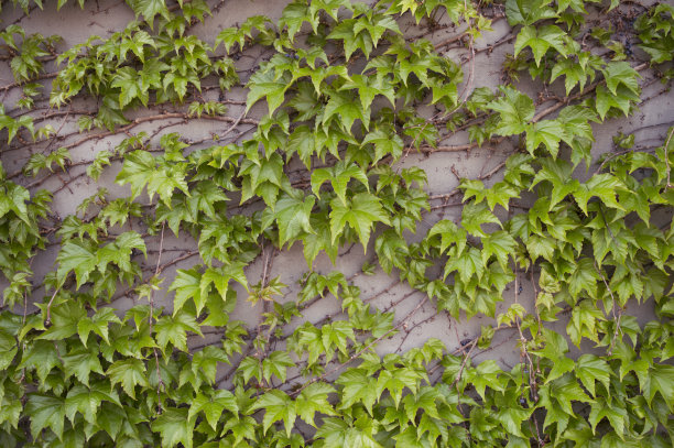 墙面植物条纹装饰