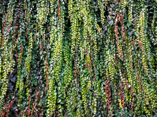 墙上的藤蔓植物,墙,藤蔓植物