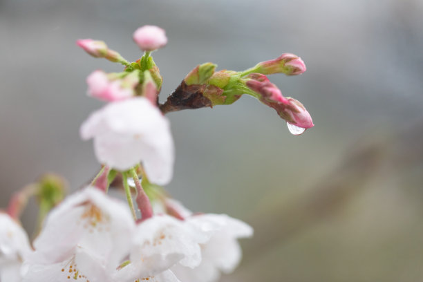 四月桃花