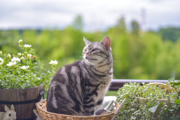 猫的阳台和绿植