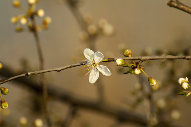 桃子图案花纹壁纸背景