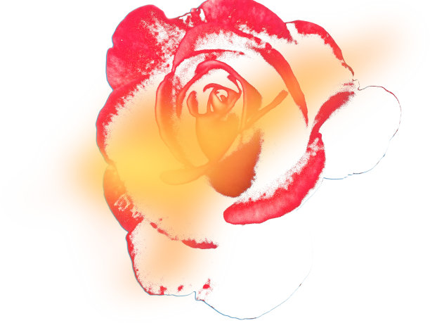 红色玫瑰花插画