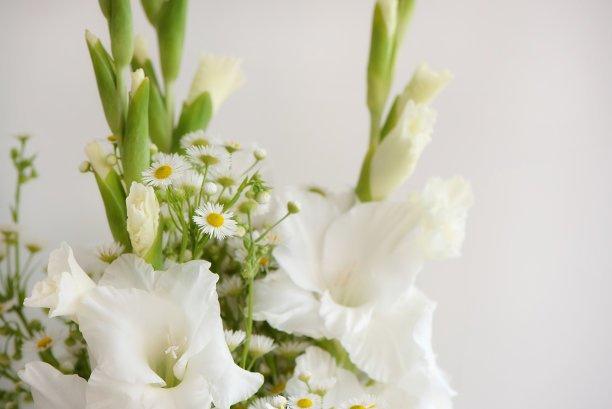 白色的睡莲花