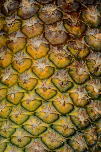热带水果菠萝背景