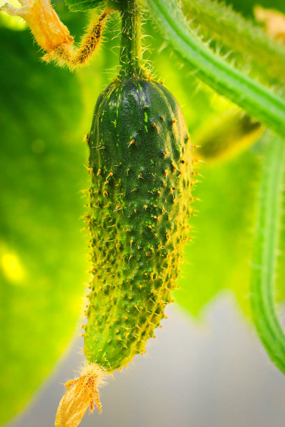 蔬果鲜花