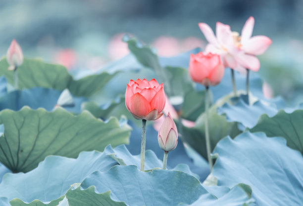 池塘中的莲花叶