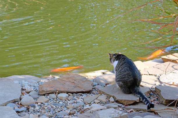 小猫钓鱼