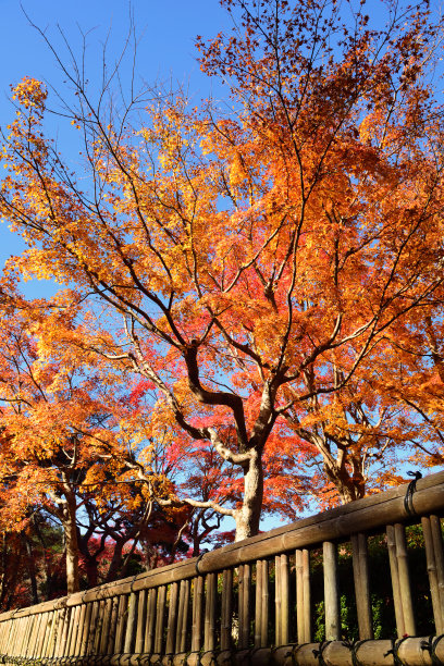 秋季红叶美景