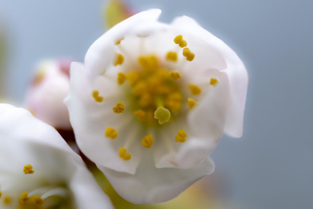 木本花卉