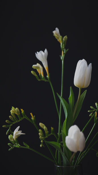 花卉 绿植 百花