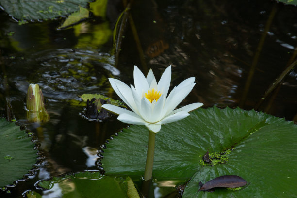 水生草本植物