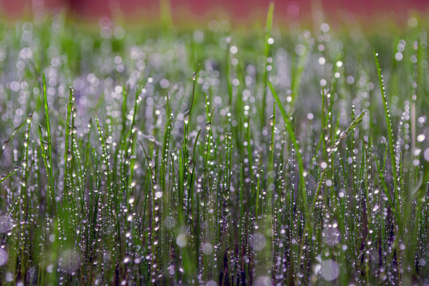 谷雨清爽