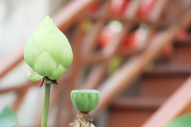 莲花素材