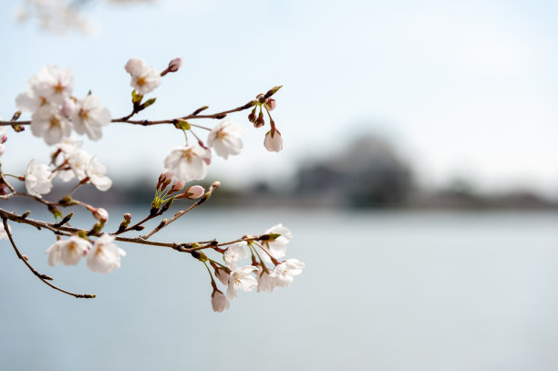 樱花蓝天