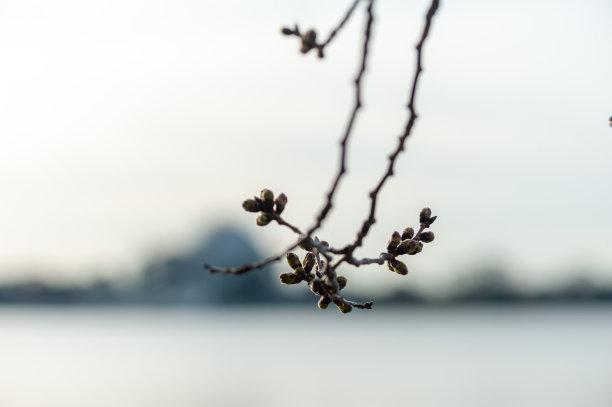 蓝天下的樱花