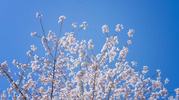 美丽的丁香花