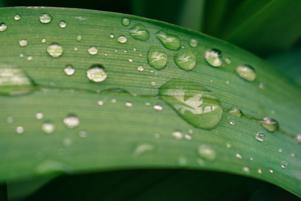 树叶纹水珠