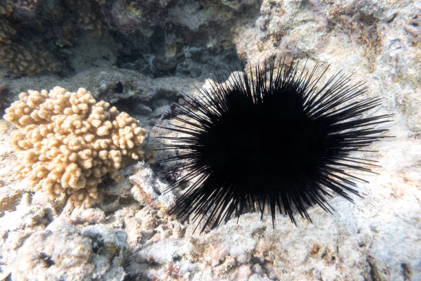 深的深海生物