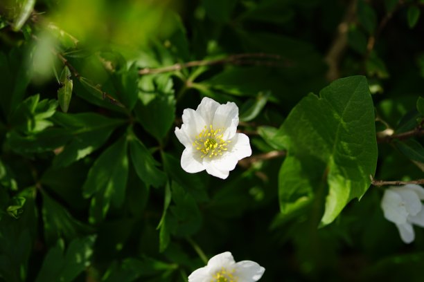 水仙花特写