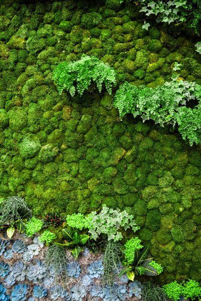 生态植物墙