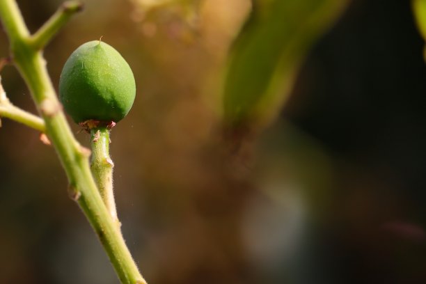 芒果生长环境