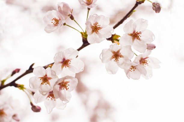 樱花高清特写