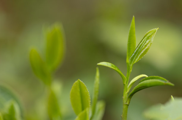 春天清明节茶叶