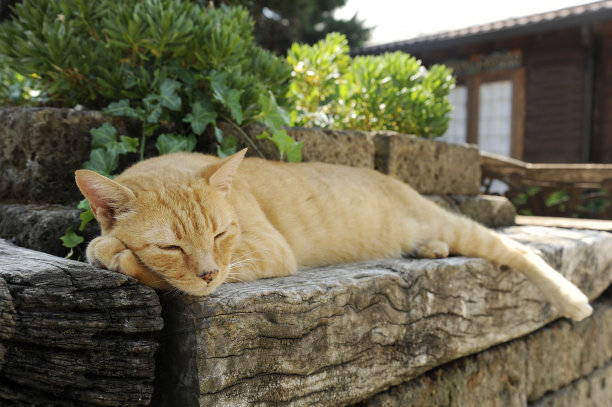 猫的阳台和绿植