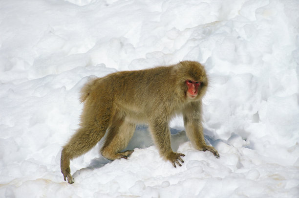 雪地里的猴