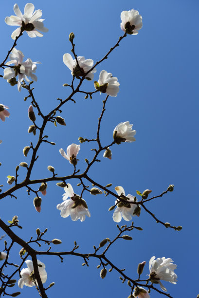 清明节文字