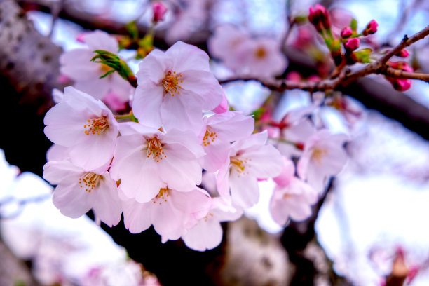 樱花高清特写