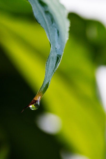 草与露水特写