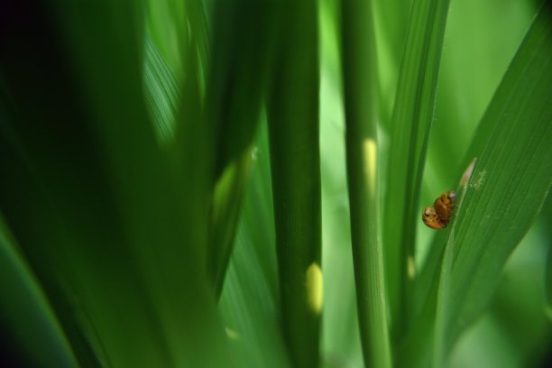 绿植瓢虫