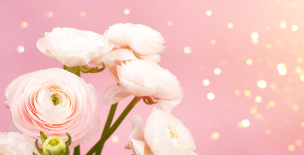 粉色玫瑰花爱情鲜花情人节