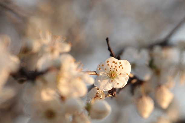 高清春天绚丽粉红色樱花实拍