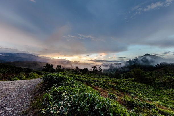 蓝天白云茶园风景图片