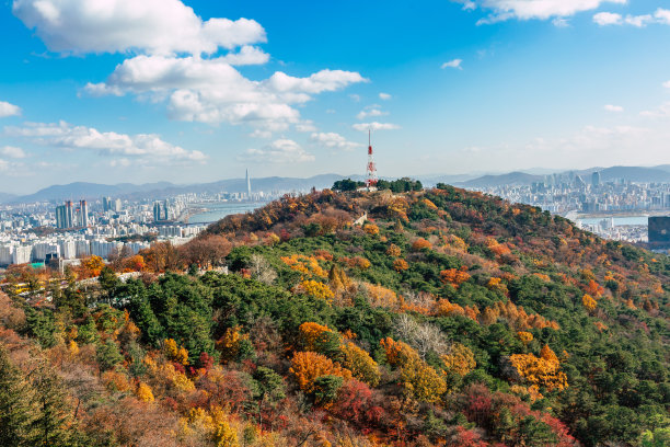 屋顶落叶