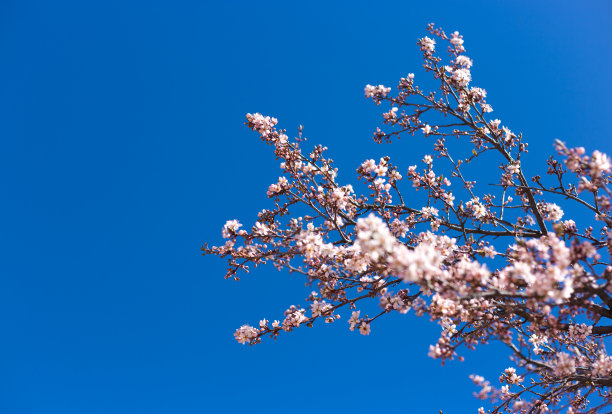 春天 桃花 蓝天