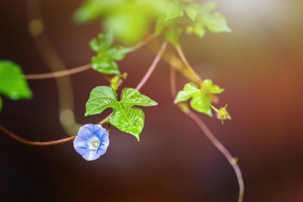 玉兰花素材