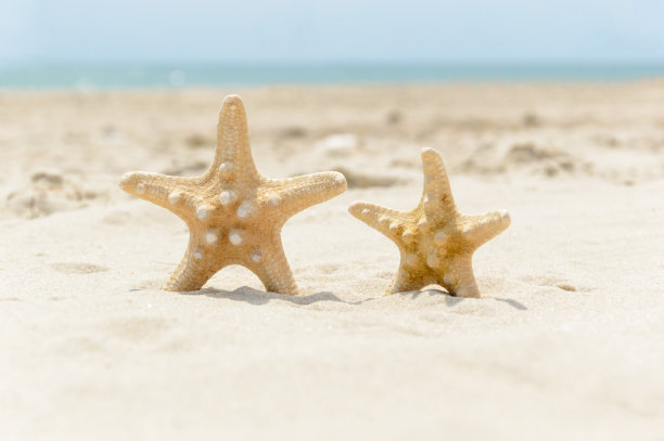 夏日沙滩上的贝壳海星