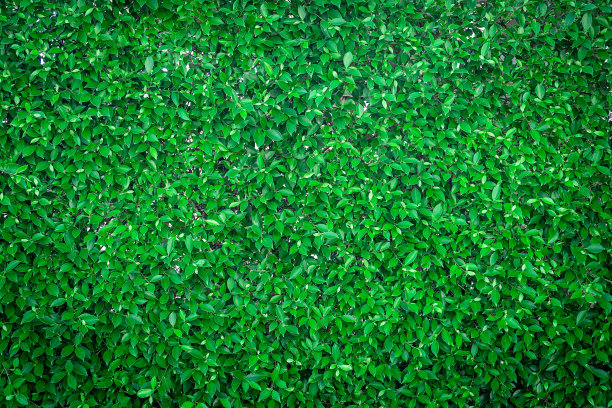绿色抽象地毯