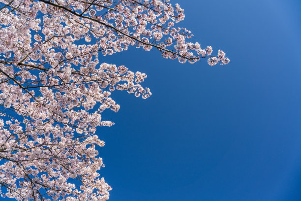 樱花落下