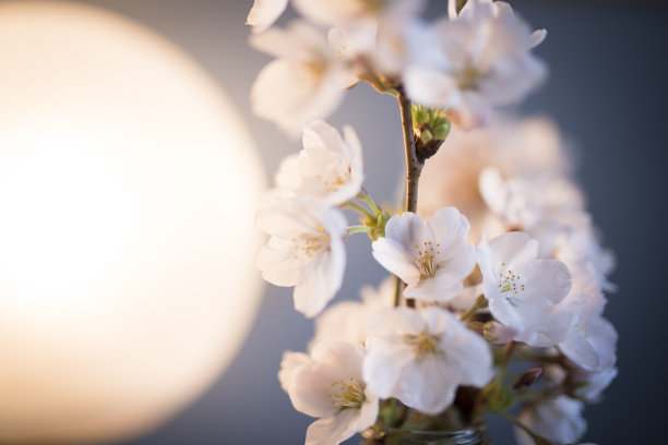 木本花卉