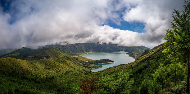 火山植物